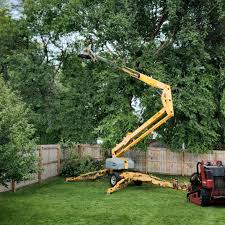 Best Lawn Renovation and Restoration  in Humboldt, TN