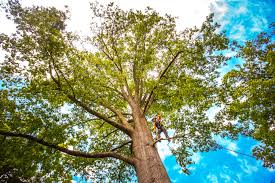 How Our Tree Care Process Works  in  Humboldt, TN