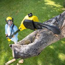 Best Storm Damage Tree Cleanup  in Humboldt, TN