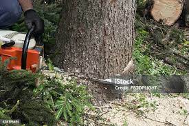 Best Tree Cabling and Bracing  in Humboldt, TN