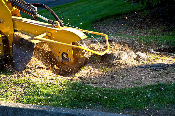 Best Pest Control for Lawns  in Humboldt, TN
