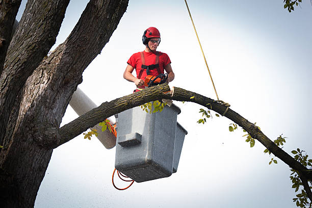 Best Tree Removal  in Humboldt, TN