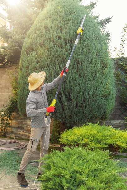 Best Commercial Tree Services  in Humboldt, TN