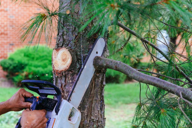 Best Fruit Tree Pruning  in Humboldt, TN